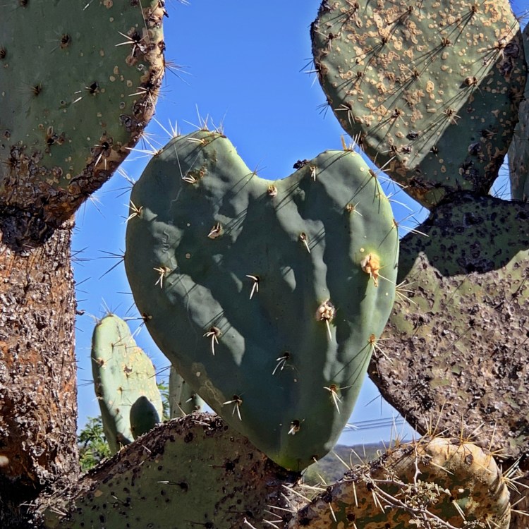 Cactus heart